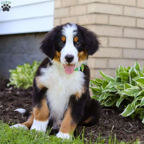 Charlie, Bernese Mountain Dog Puppy