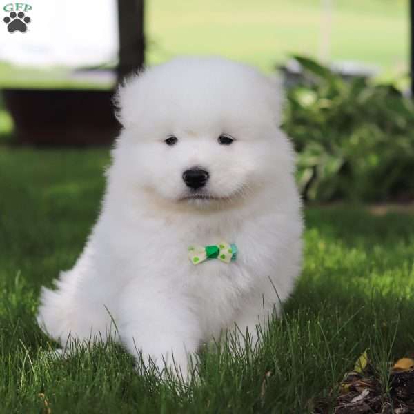 Charlie, Samoyed Puppy