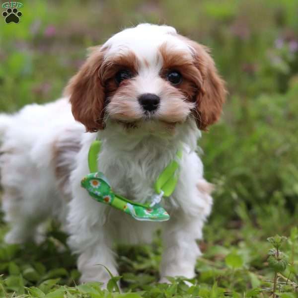 Charlie, Cavapoo Puppy