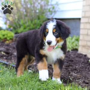 Charlie, Bernese Mountain Dog Puppy