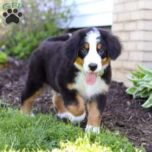 Charlie, Bernese Mountain Dog Puppy