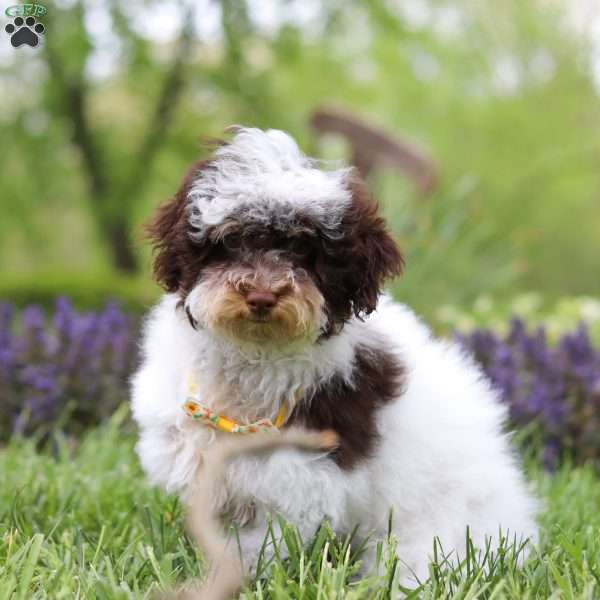Charlie, Havapoo Puppy