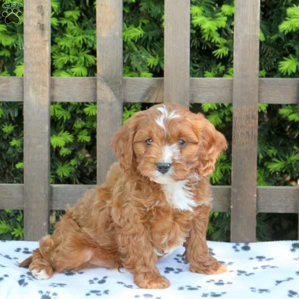 Charlie, Cavapoo Puppy