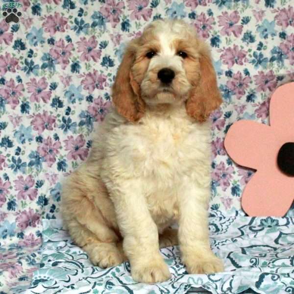 Charlie, Saint Berdoodle Puppy