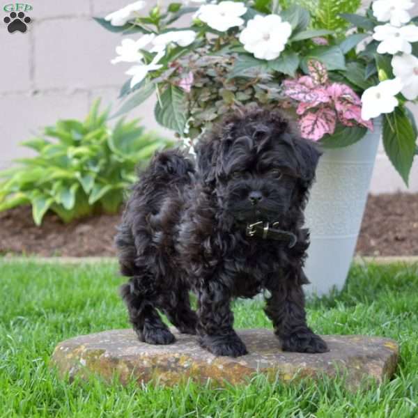 Charlie, Shih-Poo Puppy
