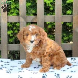 Charlie, Cavapoo Puppy
