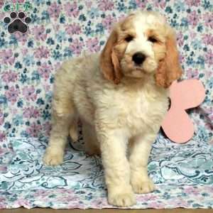 Charlie, Saint Berdoodle Puppy