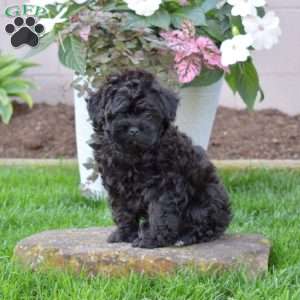 Charlie, Shih-Poo Puppy