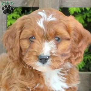 Charlie, Cavapoo Puppy