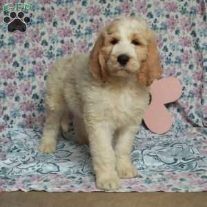 Charlie, Saint Berdoodle Puppy