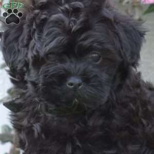 Charlie, Shih-Poo Puppy