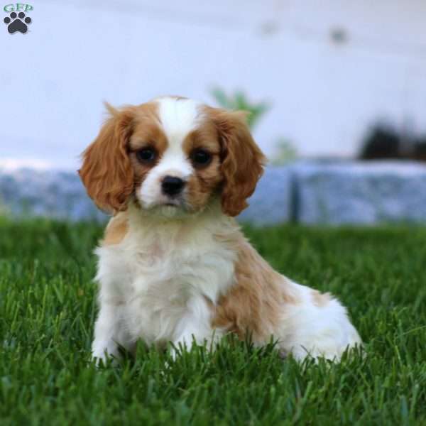 Charlie, Cavalier King Charles Spaniel Puppy