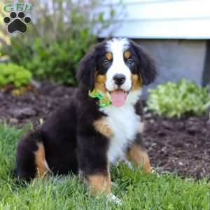 Charlie, Bernese Mountain Dog Puppy