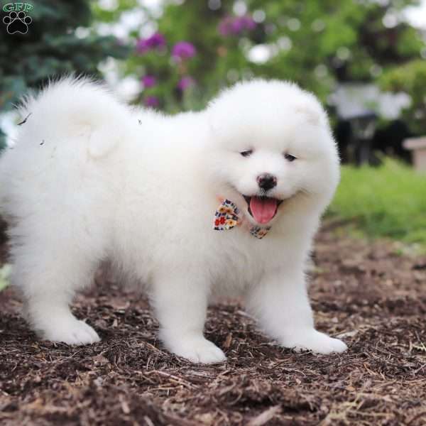 Charlotte, Samoyed Puppy