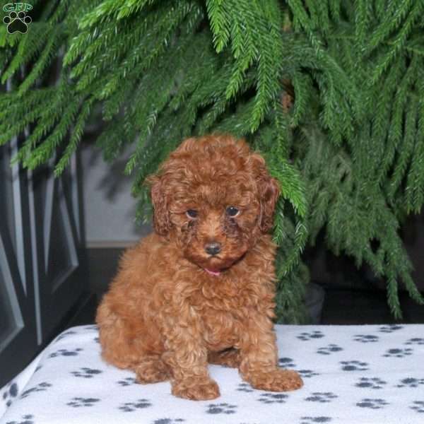 Charlotte, Toy Poodle Puppy