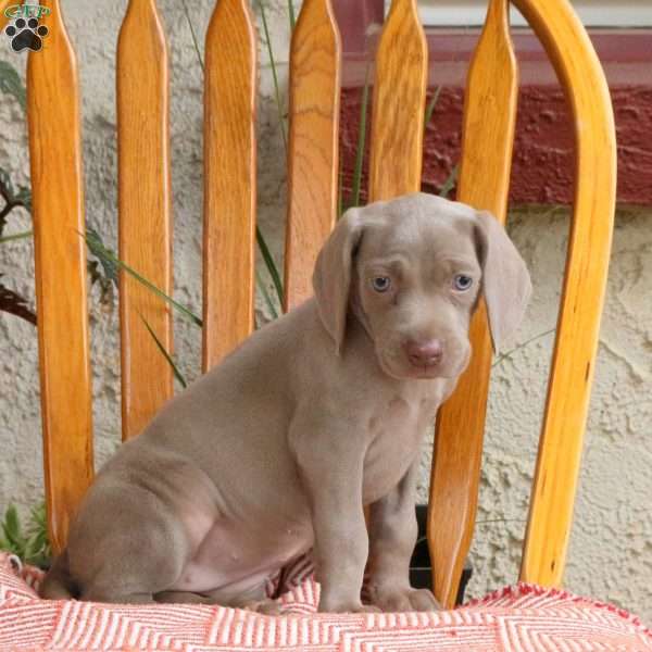 Charlotte, Weimaraner Puppy