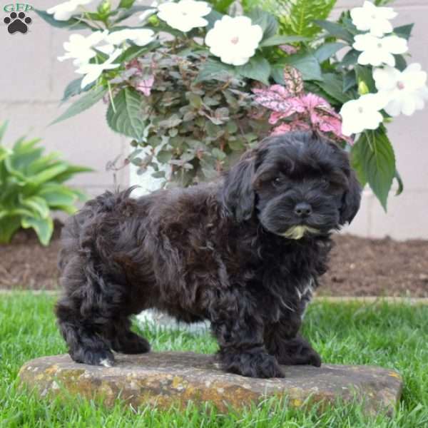 Charlotte, Shih-Poo Puppy