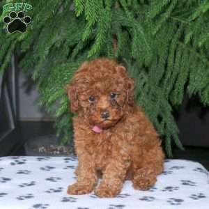 Charlotte, Toy Poodle Puppy