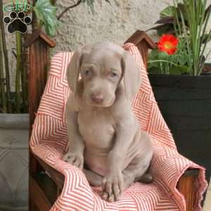Charlotte, Weimaraner Puppy