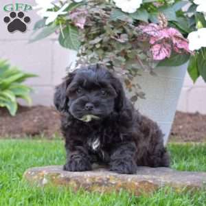 Charlotte, Shih-Poo Puppy