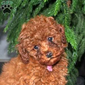 Charlotte, Toy Poodle Puppy