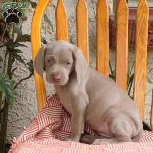 Charlotte, Weimaraner Puppy