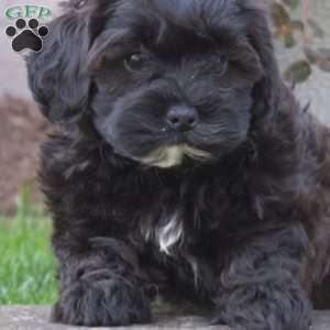 Charlotte, Shih-Poo Puppy