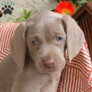 Charlotte, Weimaraner Puppy