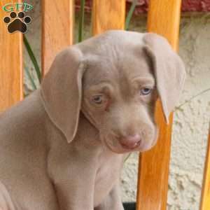Charlotte, Weimaraner Puppy