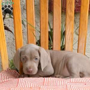 Charlotte, Weimaraner Puppy