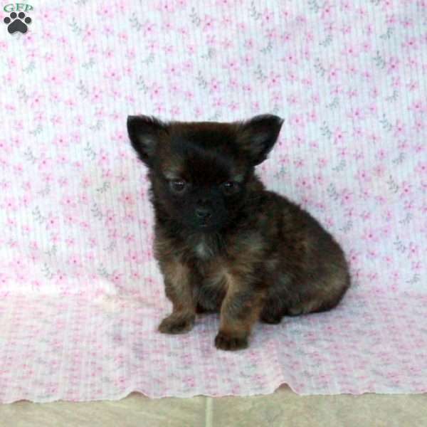 Charming Chad, Chihuahua Puppy