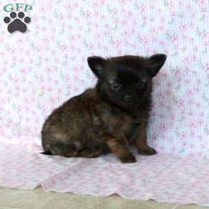Charming Chad, Chihuahua Puppy