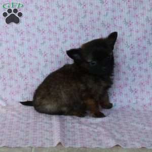 Charming Chad, Chihuahua Puppy