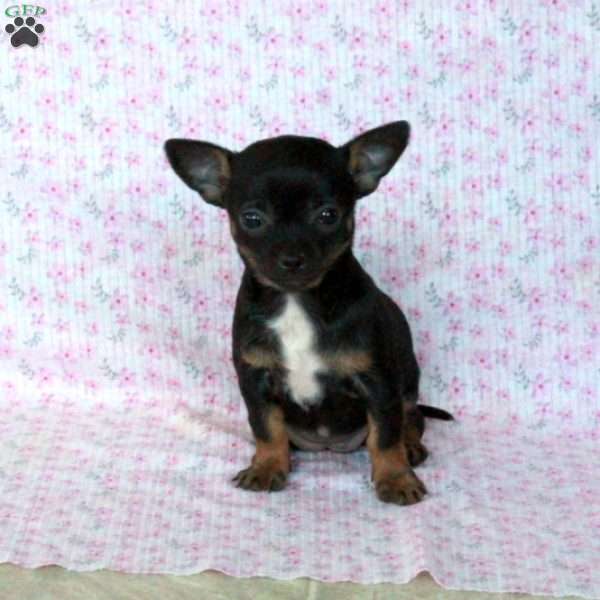 Charming Kate, Chihuahua Puppy