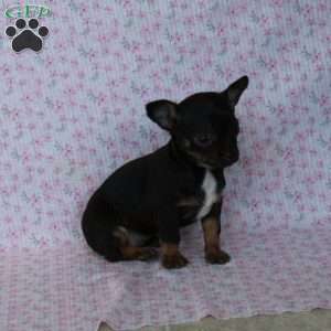 Charming Kate, Chihuahua Puppy