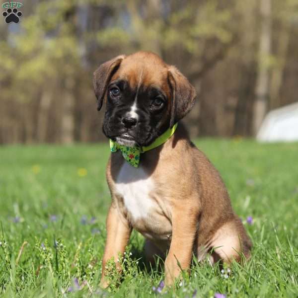Chase, Boxer Puppy