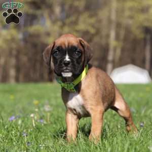 Chase, Boxer Puppy