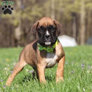 Chase, Boxer Puppy