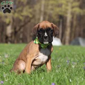 Chase, Boxer Puppy