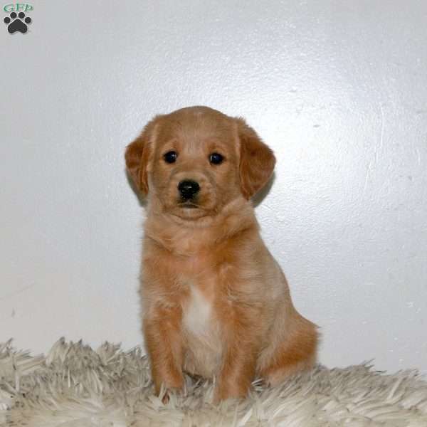 Chase, Mini Labradoodle Puppy