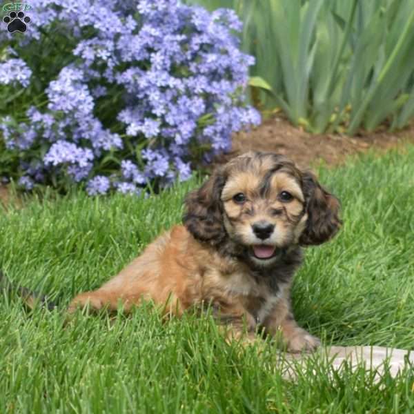 Chase, Dachshund Mix Puppy