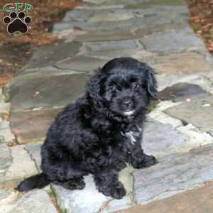 Chase, Pomapoo Puppy
