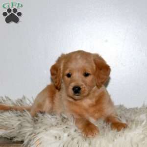 Chase, Mini Labradoodle Puppy