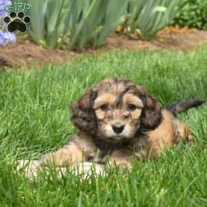 Chase, Dachshund Mix Puppy