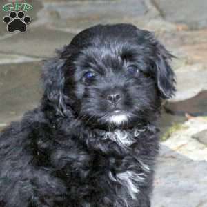 Chase, Pomapoo Puppy