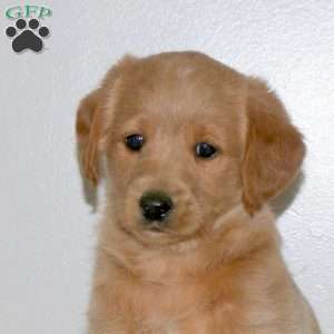 Chase, Mini Labradoodle Puppy