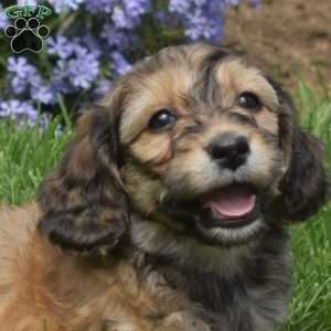 Chase, Dachshund Mix Puppy