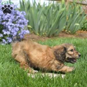 Chase, Dachshund Mix Puppy