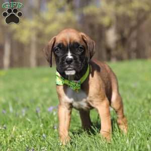 Chase, Boxer Puppy