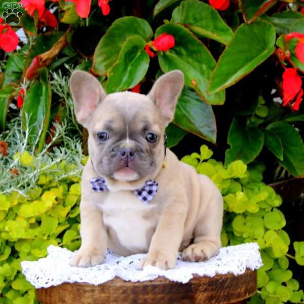 Chaser, French Bulldog Puppy